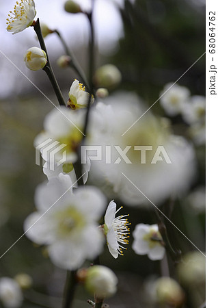 三十三間堂　白梅 68064762