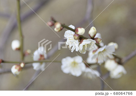 三十三間堂　白梅 68064766