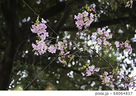 三十三間堂　陽光桜 68064837