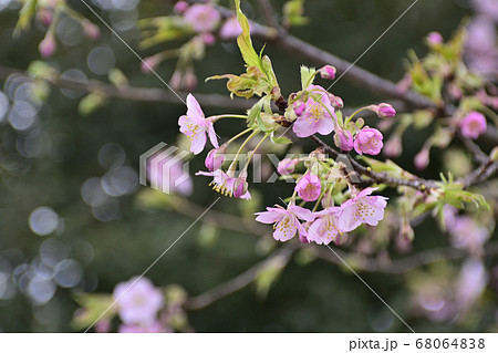 三十三間堂　陽光桜 68064838