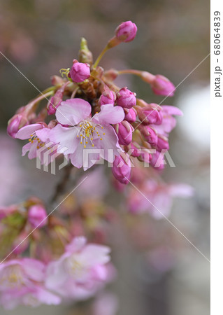 三十三間堂　陽光桜 68064839