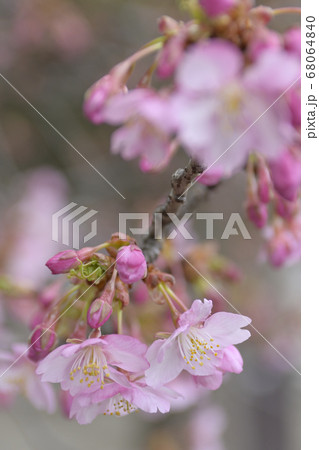 三十三間堂　陽光桜 68064840