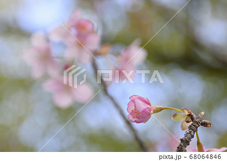 三十三間堂　陽光桜 68064846