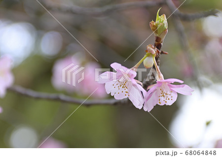 三十三間堂　陽光桜 68064848