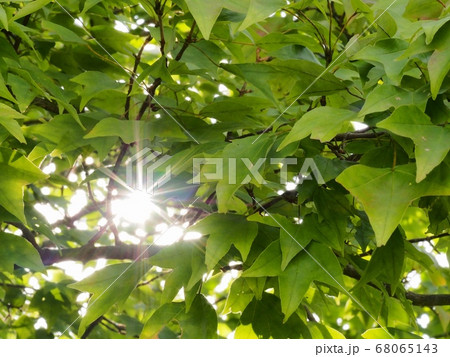 ハナノキの青葉の木漏れ日 68065143