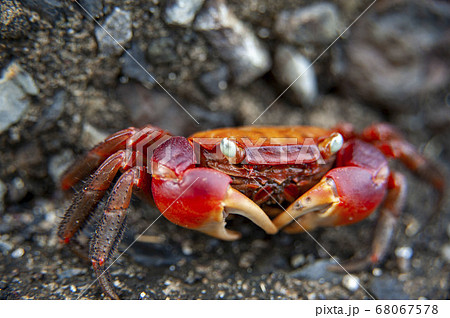 海の岩場にいる弁慶ガニのクローズアップ 68067578