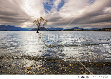 Wanaka tree Wanaka tree 68067598