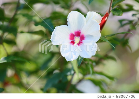 ムクゲの花 68067706