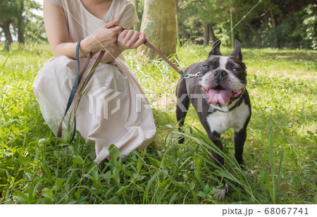 飼い主と屋外で散歩するボストンテリア 68067741