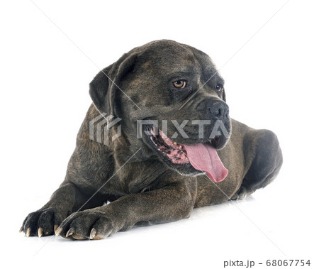 cane corso in studio cane corso in studio 68067754