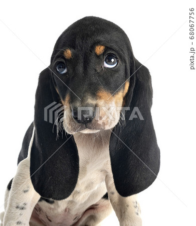 puppy bernese Schweizer Laufhund puppy bernese Schweizer Laufhund 68067756