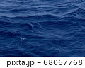飛び魚 68067768