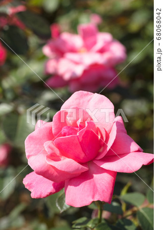 ピンクのバラの花 ピンクのバラの花 68068042