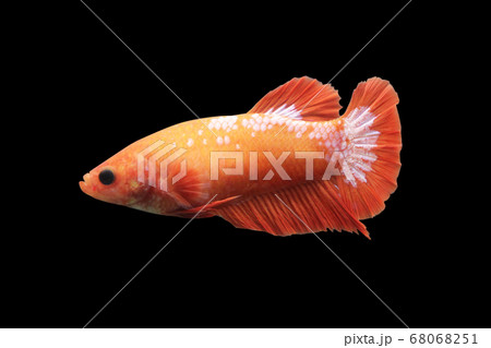 Betta Hellboy HMPK Halfmoon plakat Female or Plakat Fighting Fish Splendens Betta Hellboy HMPK Halfmoon plakat Female or Plakat Fighting Fish Splendens 68068251