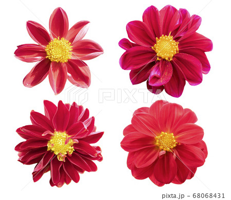 collection red chrysanthemum isolated on white 68068431