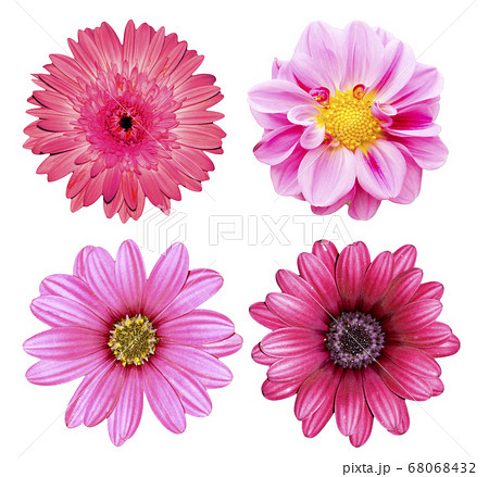 collection pink flower isolated on white collection pink flower isolated on white 68068432