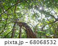屋久島のガジュマルの木と太陽 68068532