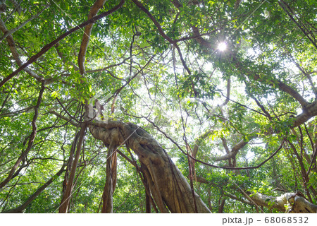 屋久島のガジュマルの木と太陽 68068532