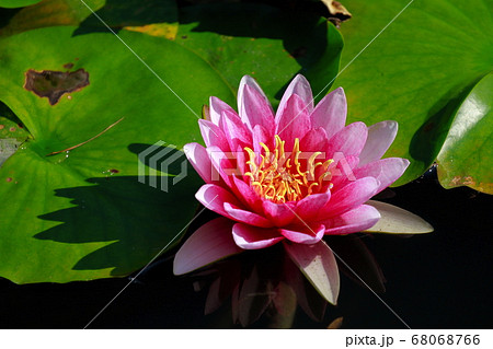 睡蓮 68068766