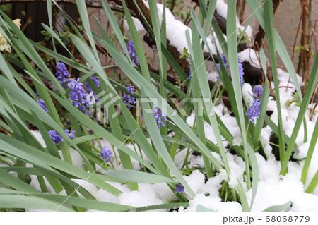 ムスカリの花と雪景色 ムスカリの花と雪景色 68068779