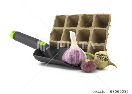 Fresh home grown garlic for seasoning 68069055