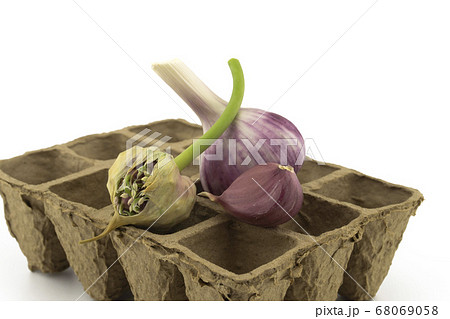 Garlic bulbs, cloves and seed head on seed tray 68069058