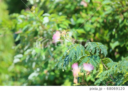 ネムノキの花 68069120