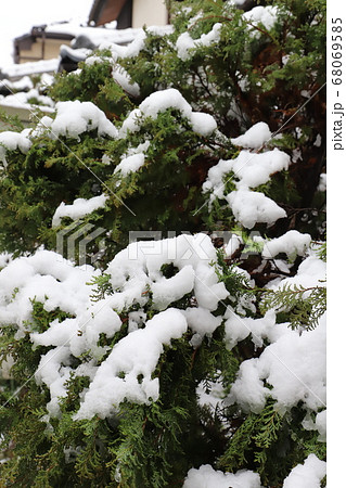 ヒバの木に積もる雪 68069585