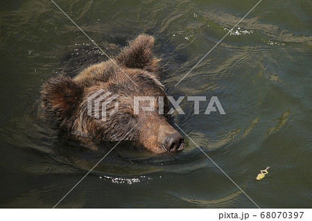 熊と蛙の一コマ 熊と蛙の一コマ 68070397