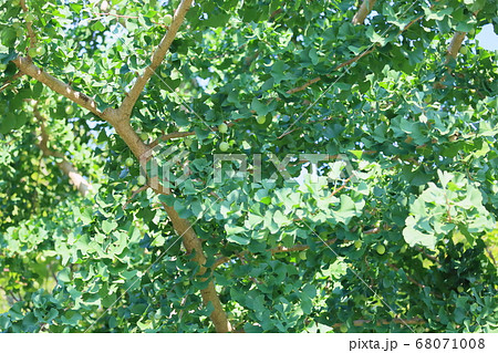 イチョウの実 68071008