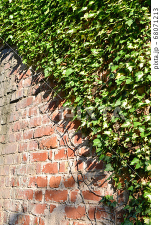 古い煉瓦塀とツタの写真素材