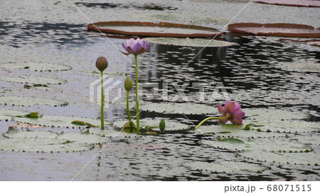 蓮 夏 ヨンバト 68071515