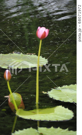 夏 蓮 ヨンバト 68071972