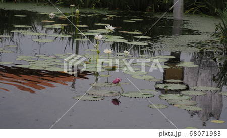 蓮 夏 ヨンバト 68071983