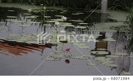 蓮 蓮の葉 葉 68071984