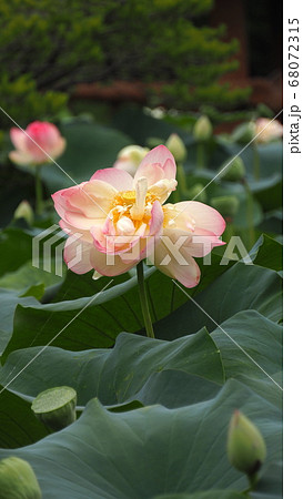 蓮 蓮の葉 夏の花 68072315