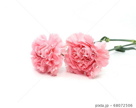 カーネーション ピンク 花 68072506