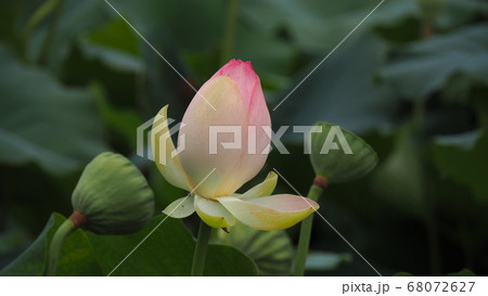 蓮 夏 ヨンバト 68072627