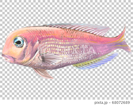泳ぐ姿のアマダイのイラスト 68072689
