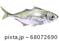 泳ぐ姿のアジのイラスト 68072690