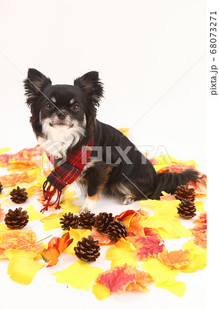落ち葉の中のマフラーをしたチワワ 68073271