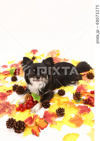 落ち葉の中のロングコートチワワ 68073275