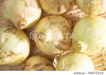 新玉ねぎ（黄玉ねぎや白玉ねぎを早取りし、すぐに出荷したもの、身がやわらかくみずみずしい。春の食材）、 68073559