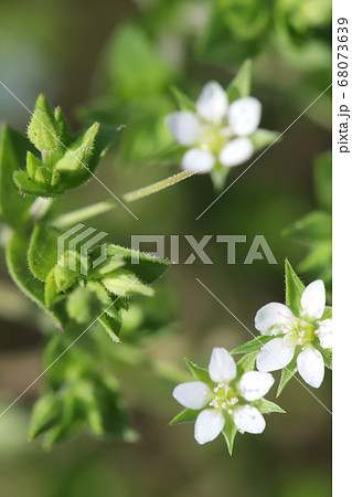 ノミノツヅリの白い花 ノミノツヅリの白い花 68073639
