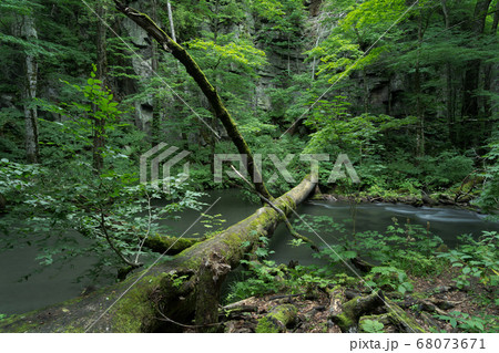 奥入瀬渓流 68073671