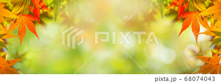日本の紅葉したモミジの背景(秋の紅葉の季節の背景) 日本の紅葉したモミジの背景(秋の紅葉の季節の背景) 68074043