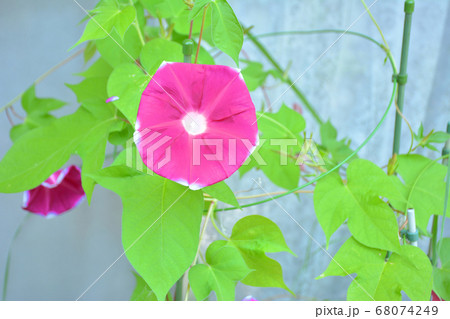 朝顔の花 68074249