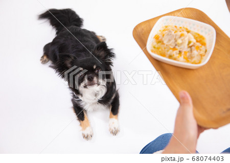 ご飯をお預けされるチワワ 68074403