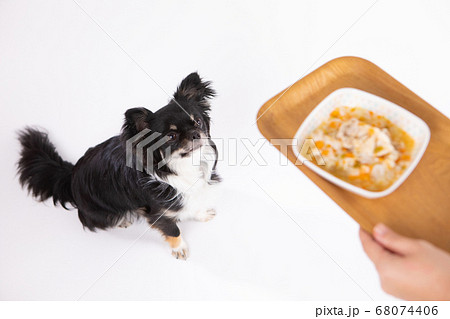 ご飯をお預けされるチワワ 68074406