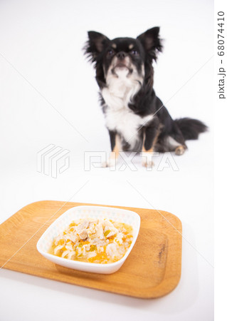 ご飯をお預けされるチワワ ご飯をお預けされるチワワ 68074410